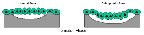 Formation Phase