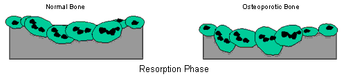Resorption Phase