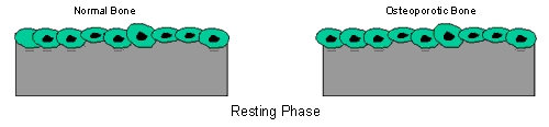 Resting Phase